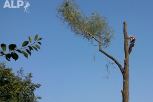 Спил деревьев